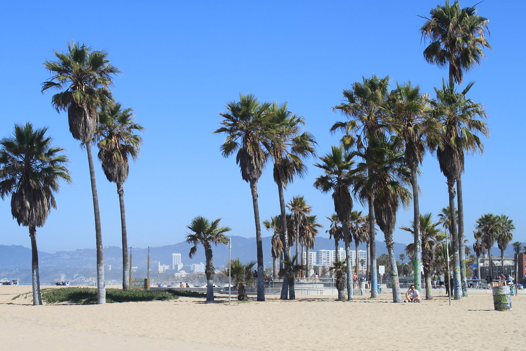 Palm trees along a wide California beach